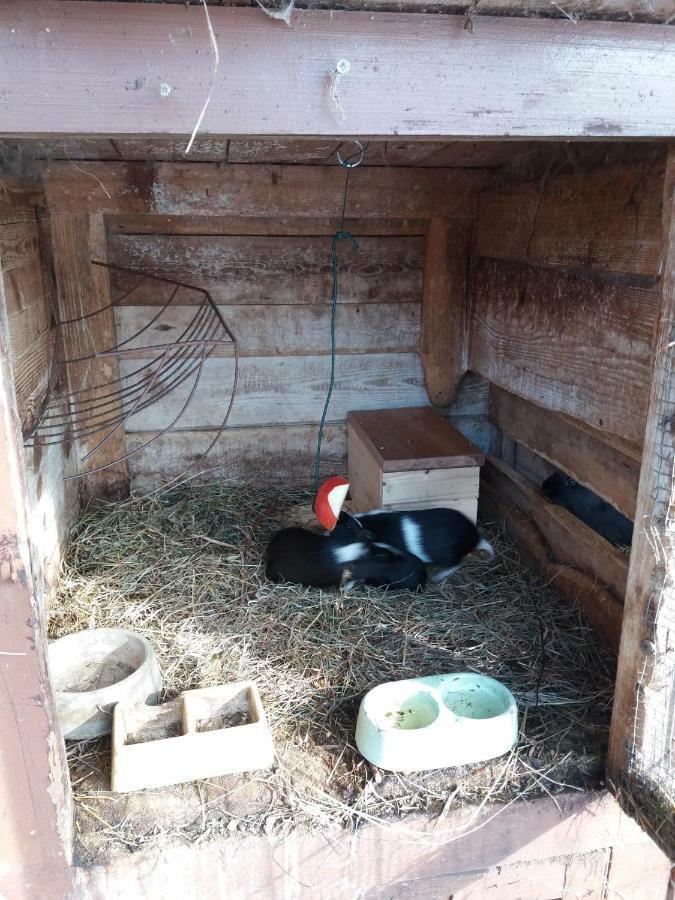 Apartman Dvorecna Loučovice Buitenkant foto