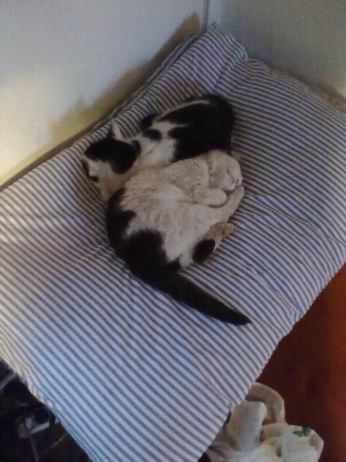 Apartman Dvorecna Loučovice Buitenkant foto