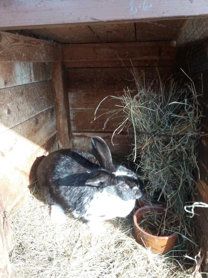 Apartman Dvorecna Loučovice Buitenkant foto